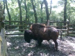 bölény (budakeszi).jpg bölény (budakeszi).jpg
