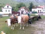 View the album Torocko